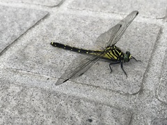 Asiagomphus pryeri