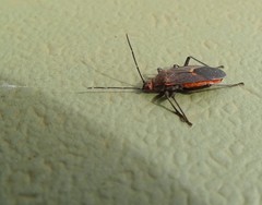 Leptocoris mitellatus
