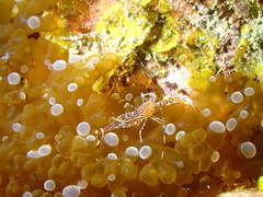 Periclimenes rathbunae