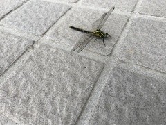 Asiagomphus pryeri