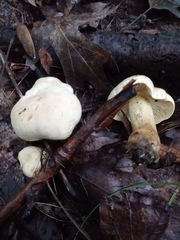 Tricholoma odorum