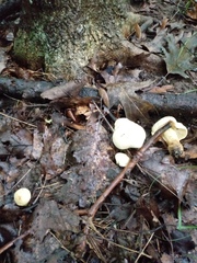 Tricholoma odorum