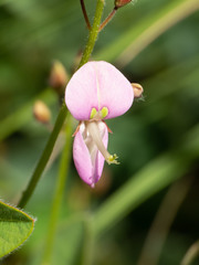 Desmodium grahamii