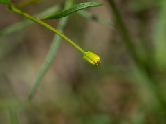 Bidens heterosperma
