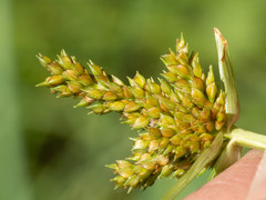 Cyperus fendlerianus
