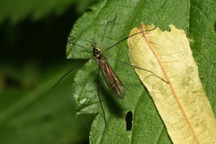 Ellipteroides