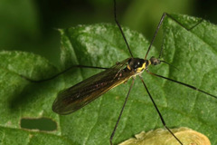 Ellipteroides