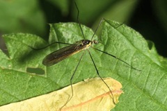 Ellipteroides