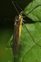 Ellipteroides