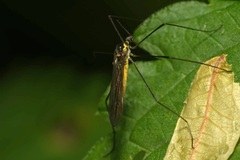 Ellipteroides