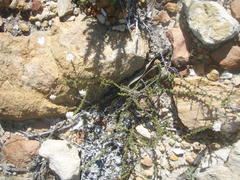 Selago myriophylla