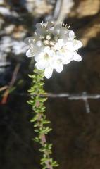 Selago myriophylla