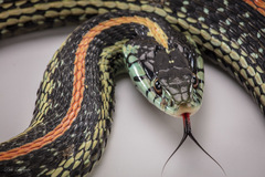 Thamnophis sirtalis annectens