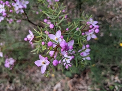 Boronia thujona