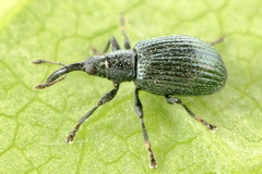 Ischnopterapion virens