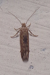 Phthorimaea operculella