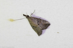 Hypena minualis