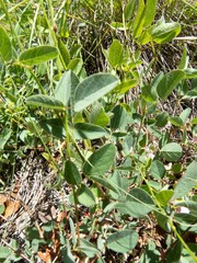 Desmodium grahamii