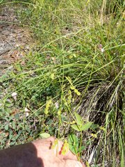 Desmodium grahamii