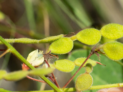 Desmodium grahamii