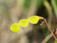 Desmodium grahamii