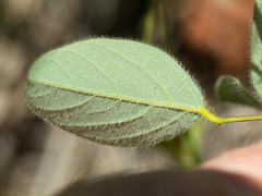 Desmodium grahamii