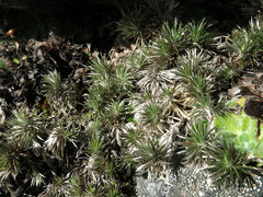 Celmisia laricifolia