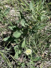 Chamaesaracha pallida