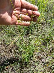 Bidens heterosperma