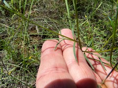 Bidens heterosperma