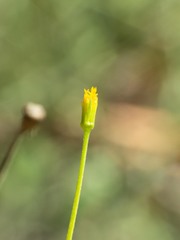 Bidens heterosperma