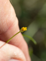 Bidens heterosperma