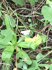 Idaea biselata