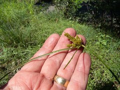 Cyperus fendlerianus