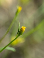 Bidens heterosperma