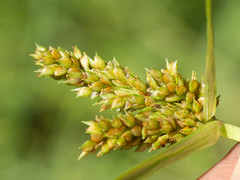 Cyperus fendlerianus