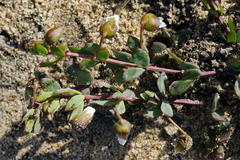 Roepera sessilifolia