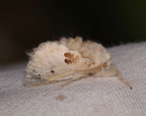 Megalopyge lapena photo 2