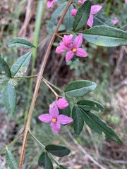 Boronia fraseri