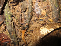 Hoplocrates pompalis
