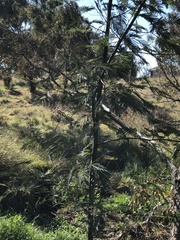 Acacia