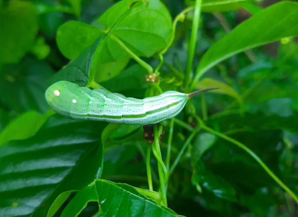 Yam Hawk Moth