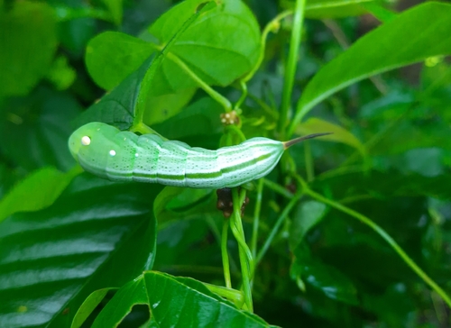 Yam Hawk Moth