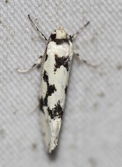 Lichenaula calligrapha