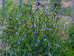 Lobostemon echioides