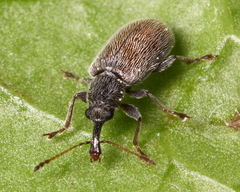 Cimberis pilosa