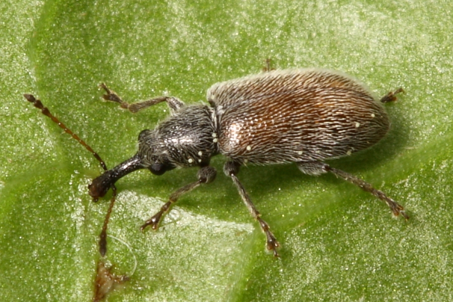 Cimberis pilosa