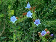 Lobostemon echioides