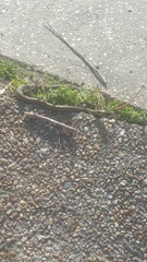 Thamnophis sirtalis sirtalis