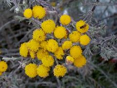 Pentzia trifida